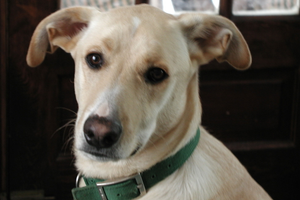 Murphy (2000–2011)