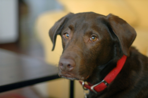 Caffrey (2000–2017)
