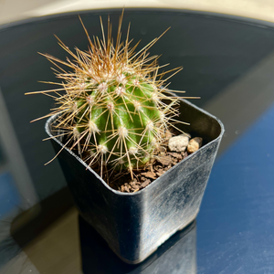 This is my new tiny Giant Saguaro.
