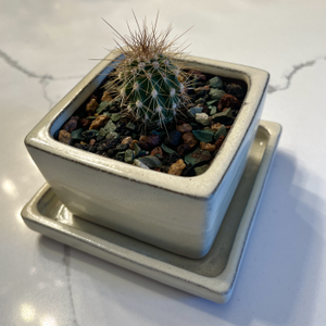 My tiny Giant Saguaro in its new home
