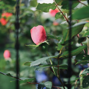 Roses in the garden