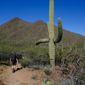 Saguaro cactuses (or <i>cacti</i> if you prefer Latin) are big. And there are a lot of them.