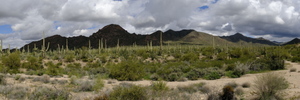 Outside the visitor center at Saguaro National Park