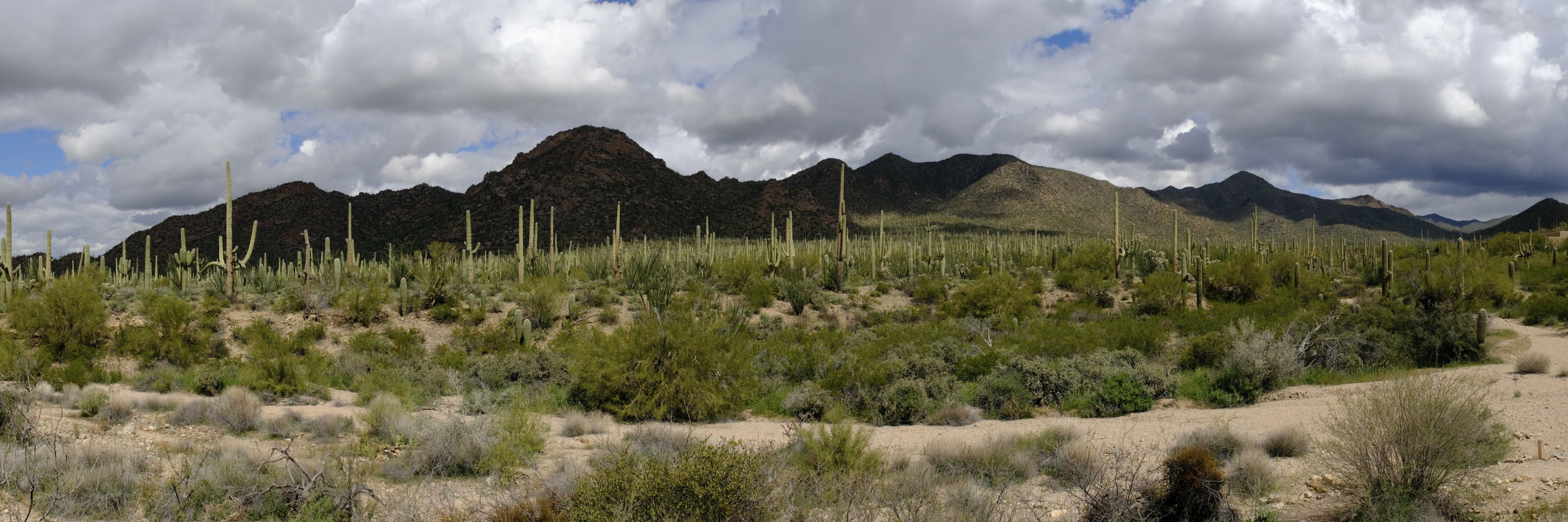 Outside the visitor center at Saguaro National Park
