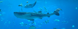 This photo doesn’t do justice to the size of the Whale Shark, which is about 25 feet long. The Manta Ray is also pretty big.