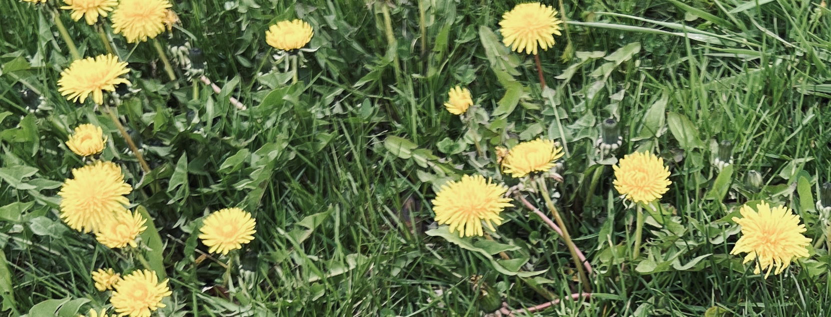 Spring flowers!