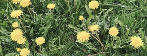 Spring flowers!