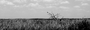 That little white-headed speck is a bald eagle. Trust me.