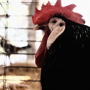 This chicken is giving me the stink eye. I guess he didn’t like having his picture taken.